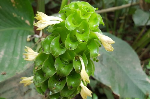 Goeppertia cylindrica (Goeppertia cylindrica)
