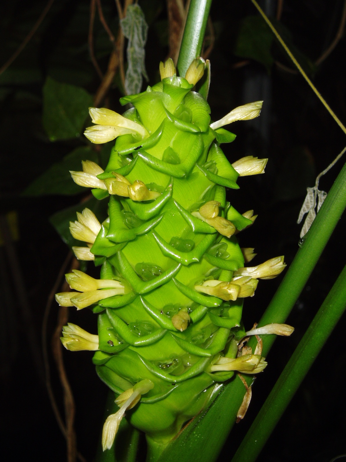 Goeppertia cylindrica: Calathea cylindrica , inflorescence, Botanical garden, Lund, Sweden