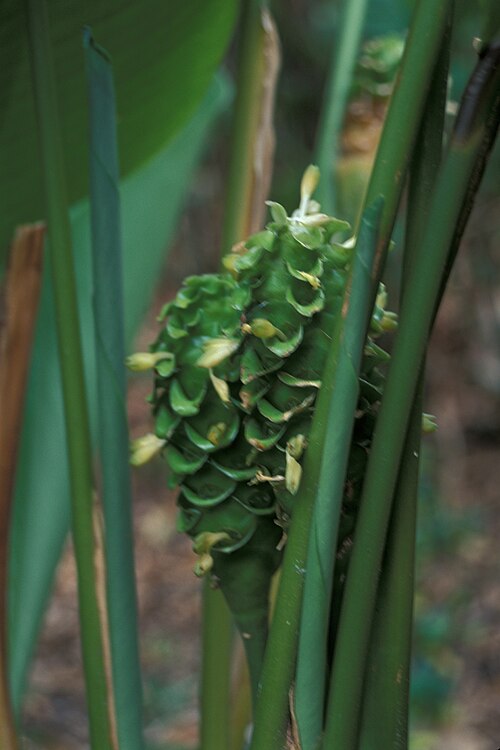 Goeppertia cylindrica: Goeppertia cylindrica , syn. Calathea cylindrica (flowers). Location: Maui, Enchanting Floral Gardens of Kula