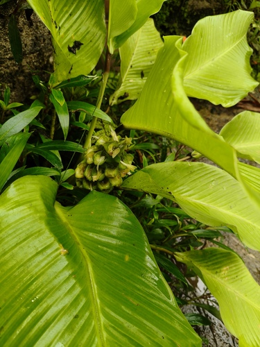 Goeppertia cylindrica (Goeppertia cylindrica)
