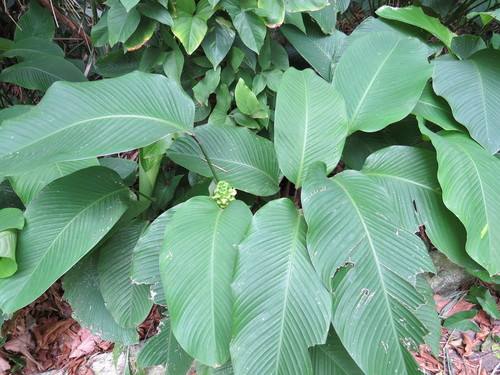 Goeppertia cylindrica (Goeppertia cylindrica)