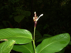Goeppertia donnell-smithii (Goeppertia donnell-smithii)