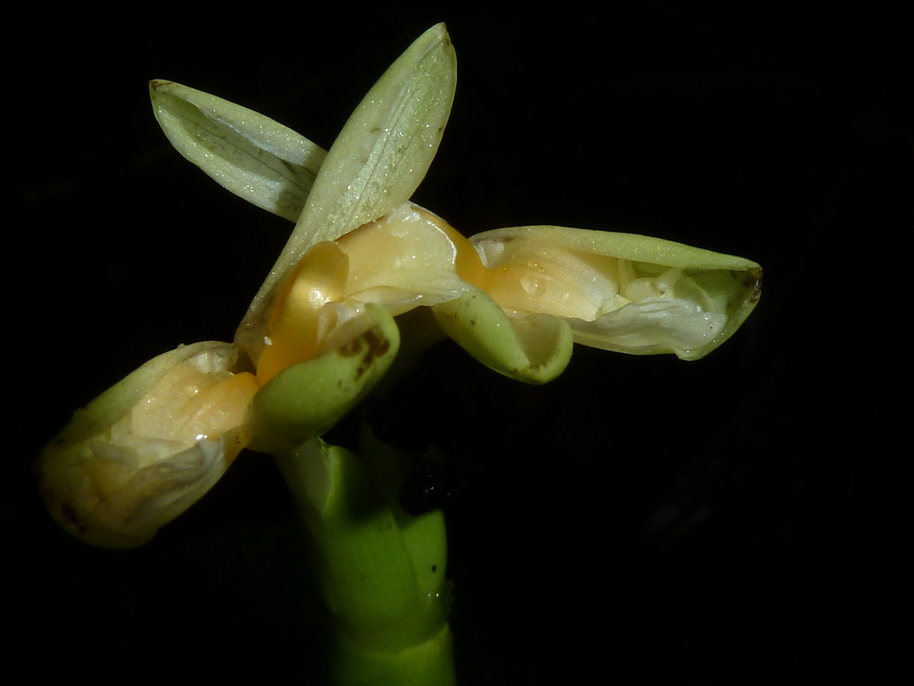 Goeppertia donnell-smithii (Goeppertia donnell-smithii)