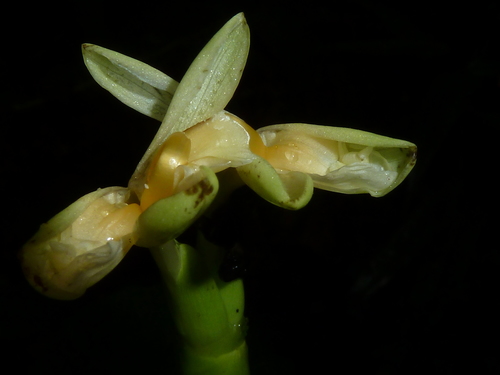 Goeppertia donnell-smithii (Goeppertia donnell-smithii)