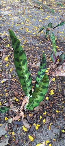 Goeppertia insignis (Goeppertia insignis)