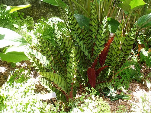 Goeppertia insignis: Calathea lancifolia , now known as Goeppertia insignis , Fairchild Gardens, Miami . 20 May 2006. Photo by self.