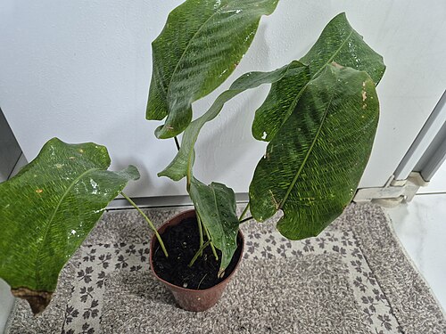 Goeppertia kegeljanii: Exemplar de Calathea musaica