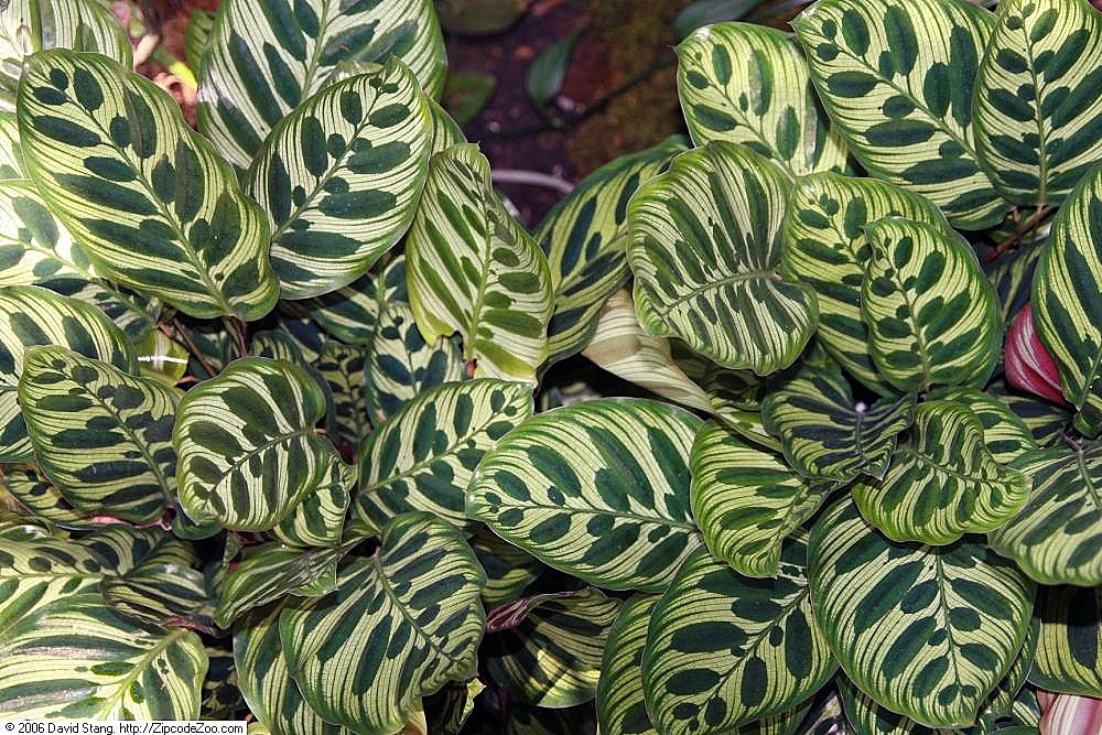 Goeppertia makoyana: Location taken: United States Botanic Garden. Names: Calathea makoyana E.Morren, Brainplant, Cathedral Windows, Cathedral-Windows, Påfågelsblad, Peacock Calathe