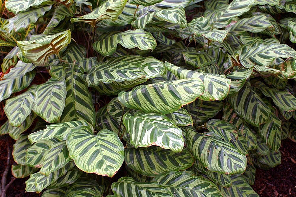 Goeppertia makoyana: Location taken: Rawlings Conservatory & Botanic Gardens, Baltimore MD USA. Names: Calathea makoyana E.Morren, Brainplant, Cathedral Windows, Cathedral-Windows,