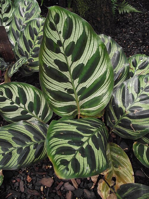 Goeppertia makoyana: Calathea makoyana at New York Botanical Garden, Bronx, NY, USA