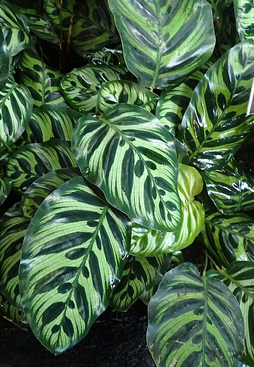 Goeppertia makoyana: Calathea makoyana at the New York Botanical Garden