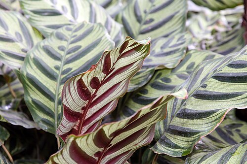 Goeppertia makoyana: Location taken: Rawlings Conservatory & Botanic Gardens, Baltimore MD USA. Names: Calathea makoyana E.Morren, Brainplant, Cathedral Windows, Cathedral-Windows,