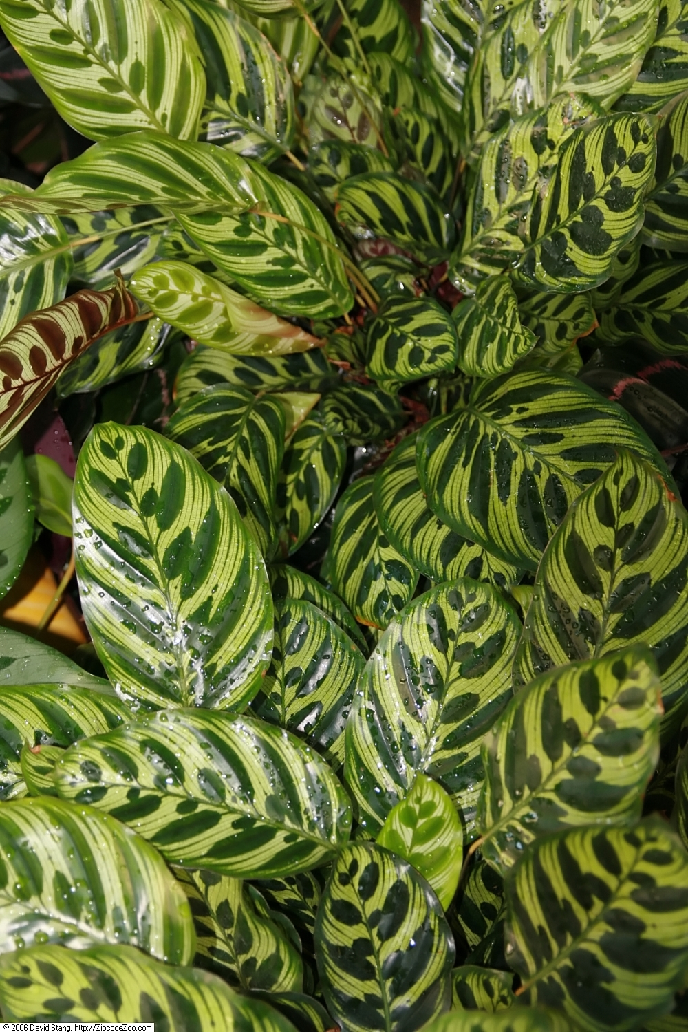 Goeppertia makoyana: Location taken: United States Botanic Garden. Names: Calathea makoyana E.Morren, Brainplant, Cathedral Windows, Cathedral-Windows, Påfågelsblad, Peacock Calathe