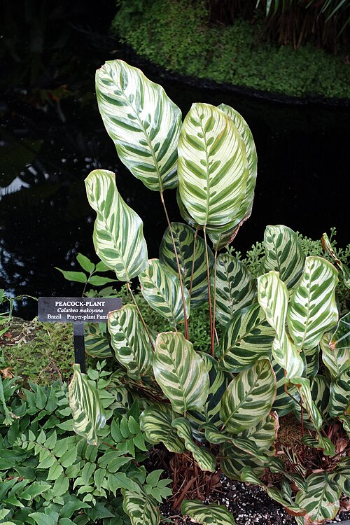 Goeppertia makoyana: Botanical specimen in Longwood Gardens, 1001 Longwood Rd, Kennett Square, Pennsylvania, USA.