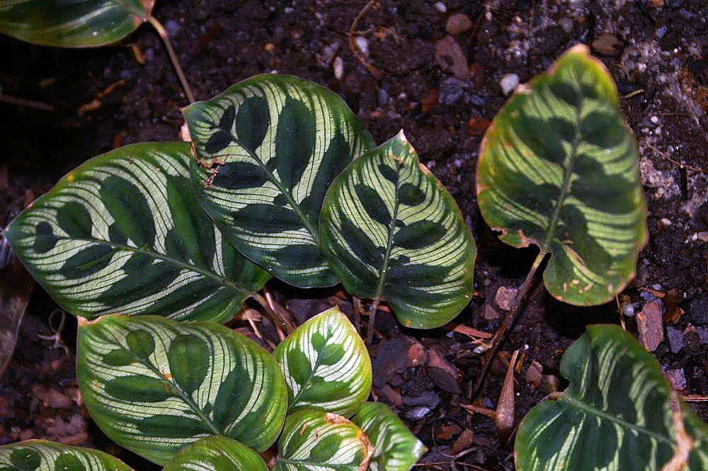 Goeppertia makoyana: Location taken: the New York Botanical Garden. Names: Calathea makoyana E.Morren, Brainplant, Cathedral Windows, Cathedral-Windows, Påfågelsblad, Peacock Calath