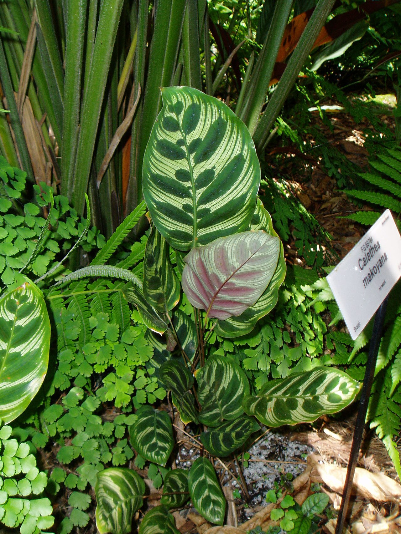 Goeppertia makoyana: Calathea makoyana , Fairchild Gardens, Miami . 20 May 2006. Photo by self.