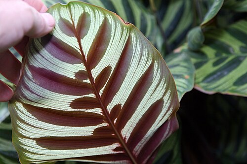 Goeppertia makoyana: Location taken: Rawlings Conservatory & Botanic Gardens, Baltimore MD USA. Names: Calathea makoyana E.Morren, Brainplant, Cathedral Windows, Cathedral-Windows,