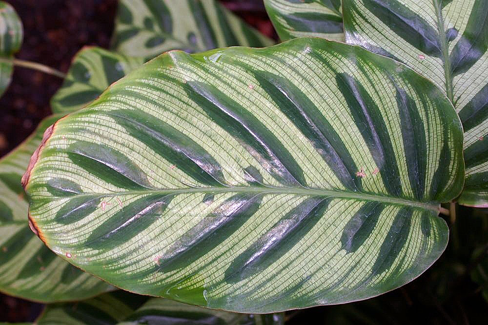 Goeppertia makoyana: Location taken: Rawlings Conservatory & Botanic Gardens, Baltimore MD USA. Names: Calathea makoyana E.Morren, Brainplant, Cathedral Windows, Cathedral-Windows,