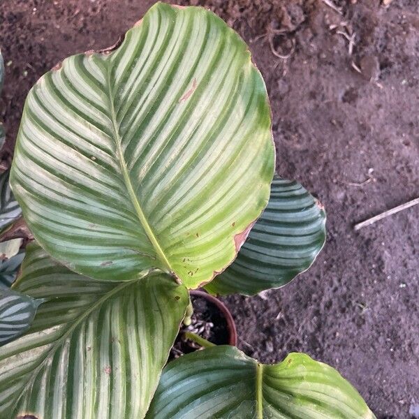 Calathea orbifolia (Goeppertia orbifolia)