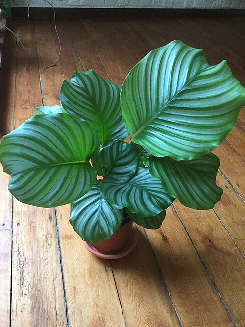 Calathea orbifolia: Calathea orbifolia plant on wooden floor
