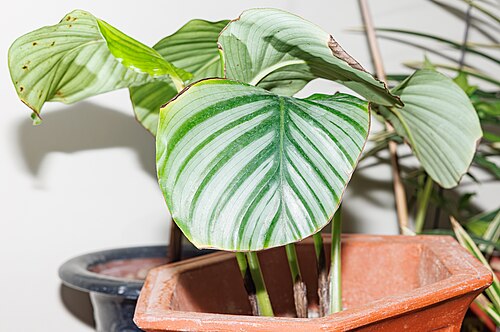 Calathea orbifolia: Goeppertia orbifolia in China