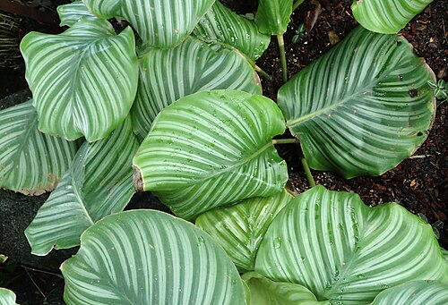 Calathea orbifolia: Calathea orbifolia in the New York Botanical Garden