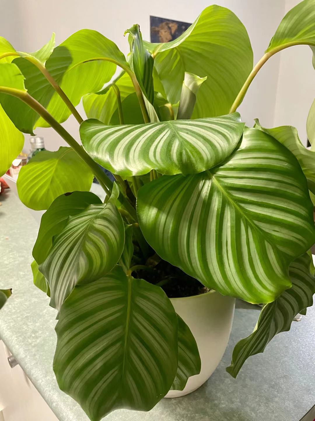 Calathea orbifolia: Houseplant Calathea orbifolia after 6 months growth