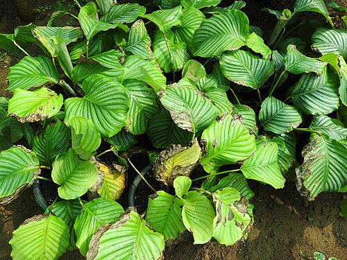 Calathea orbifolia: Marantaceae-Herb,popular house plant,leaves striped,beautiful.