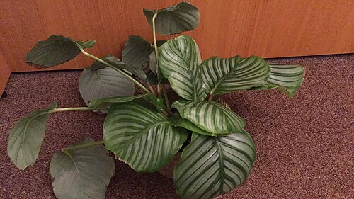 Calathea orbifolia: A Calathea orbifolia plant in an office setting.