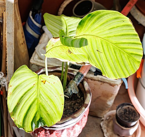 Calathea orbifolia: Goeppertia orbifolia in China