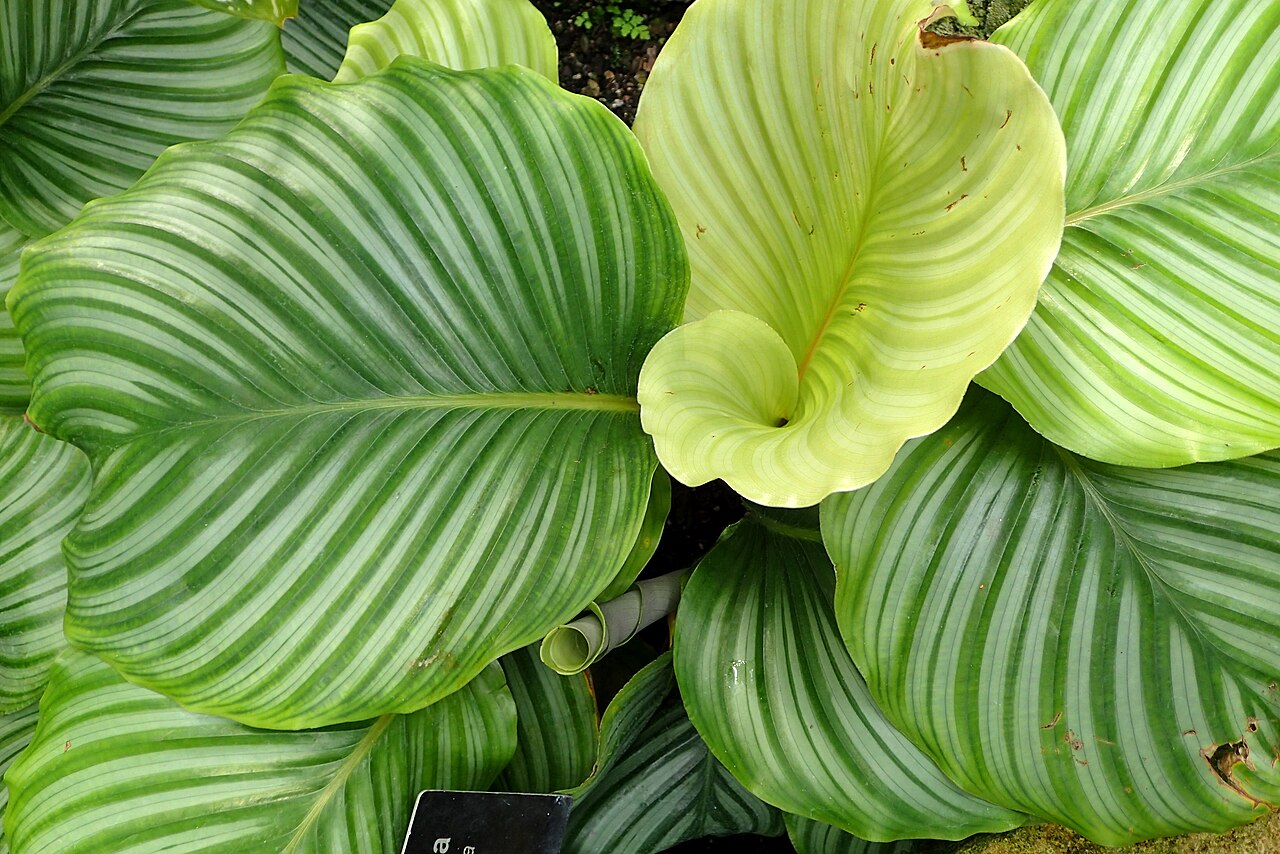 Calathea orbifolia: Calathea fasciata in Lincoln Park Conservatory, Chicago