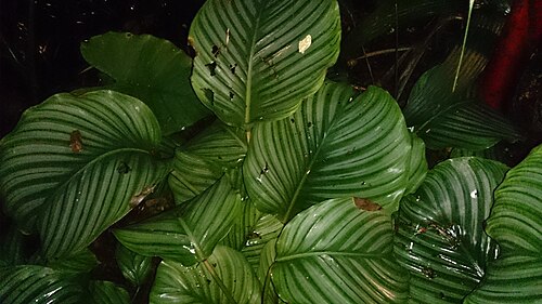 Calathea orbifolia: Prayer plants (Marantaceae family: including Calathea, Stromanthe, Ctenanthe and Maranta spp.) exhibit a behaviour known as nyctinasty. Their leaves curl up at