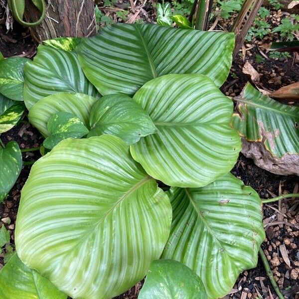 Calathea orbifolia (Goeppertia orbifolia)