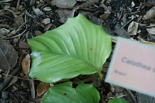 Calathea orbifolia: Location taken: Fairchild Tropical Botanic Garden, Miami, FL USA. Names: Calathea orbifolia (Linden) H.Kenn., Peacock Plan Classification: Plantae > Angiosperms