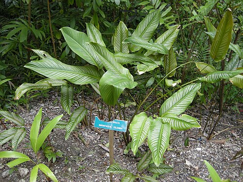 Pin-stripe calathea: Calathea ornata . Location: Andromeda Botanic Gardens, Parish of St Joseph, Barbados.
