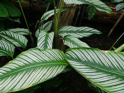 Pin-stripe calathea: Calathea ornata