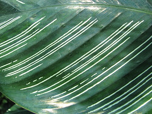 Pin-stripe calathea: Calathea ornata 'Sanderiana', leaf, cultivated in Wrocław University Botanical Garden, Wrocław, Poland.