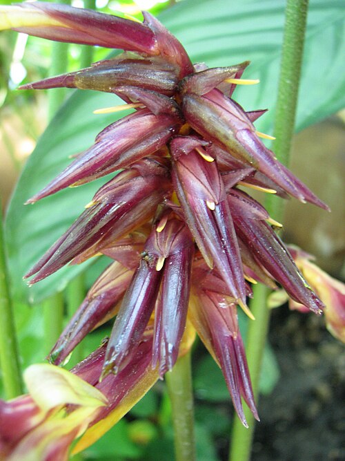 Pin-stripe calathea: Calathea ornata 'Sanderiana', flowers, cultivated in Wrocław University Botanical Garden, Wrocław, Poland.