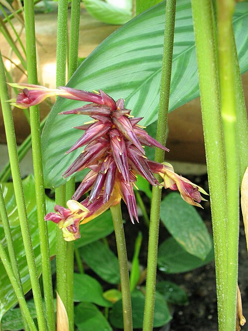 Pin-stripe calathea: Calathea ornata 'Sanderiana', flowers, cultivated in Wrocław University Botanical Garden, Wrocław, Poland.