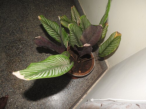 Pin-stripe calathea: Marantaceae-house plant,attractive leaves,green with pink stripes.