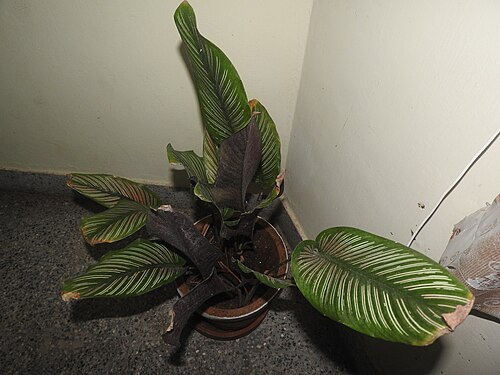 Pin-stripe calathea: Marantaceae-house plant,attractive leaves,green with pink stripes.