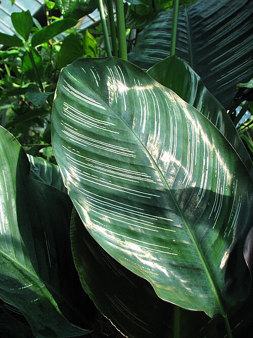 Pin-stripe calathea: Calathea ornata 'Sanderiana', leaves, cultivated in Wrocław University Botanical Garden, Wrocław, Poland.