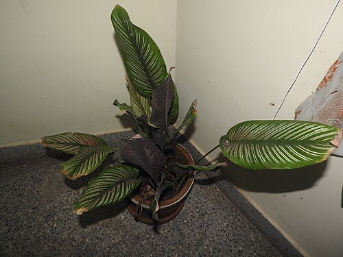 Pin-stripe calathea: Marantaceae-house plant,attractive leaves,green with pink stripes.