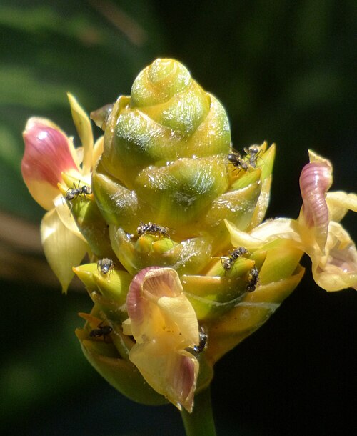 Pin-stripe calathea: Pincel