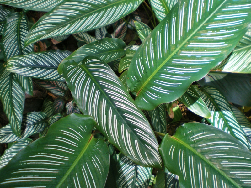 Pin-stripe calathea: Calathea ornata