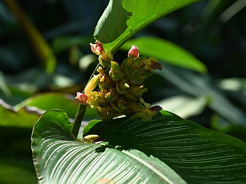 Pin-stripe calathea: Goeppertia ornata in Jardin botanique de Deshaies, Guadeloupe