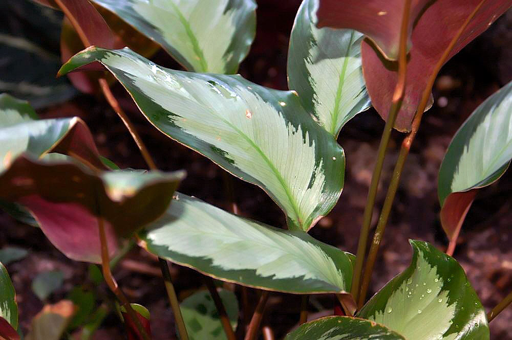 Goeppertia picturata: Location taken: the New York Botanical Garden. Names: Calathea picturata var. Argentea Classification: Plantae > Angiosperms > Monocots > Zingiberales > Maranta