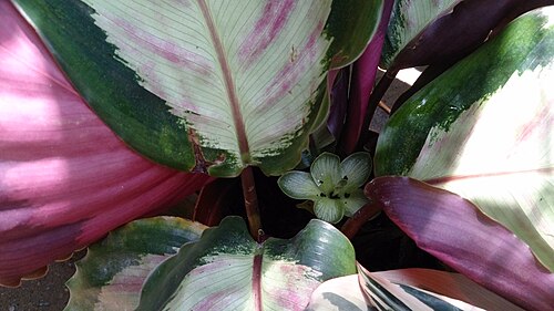 Goeppertia picturata: Calathea picturata 'Argentea'
