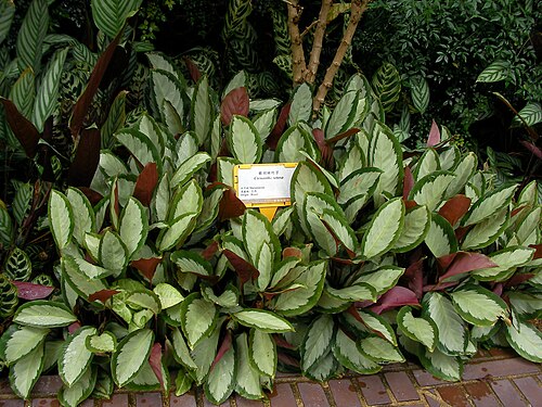Goeppertia picturata: Calathea picturata 'Argentea' taken at Hong Kong Zoological and Botanical Gardens Note: Identification plate was apparently mistakenly changed with the one for 