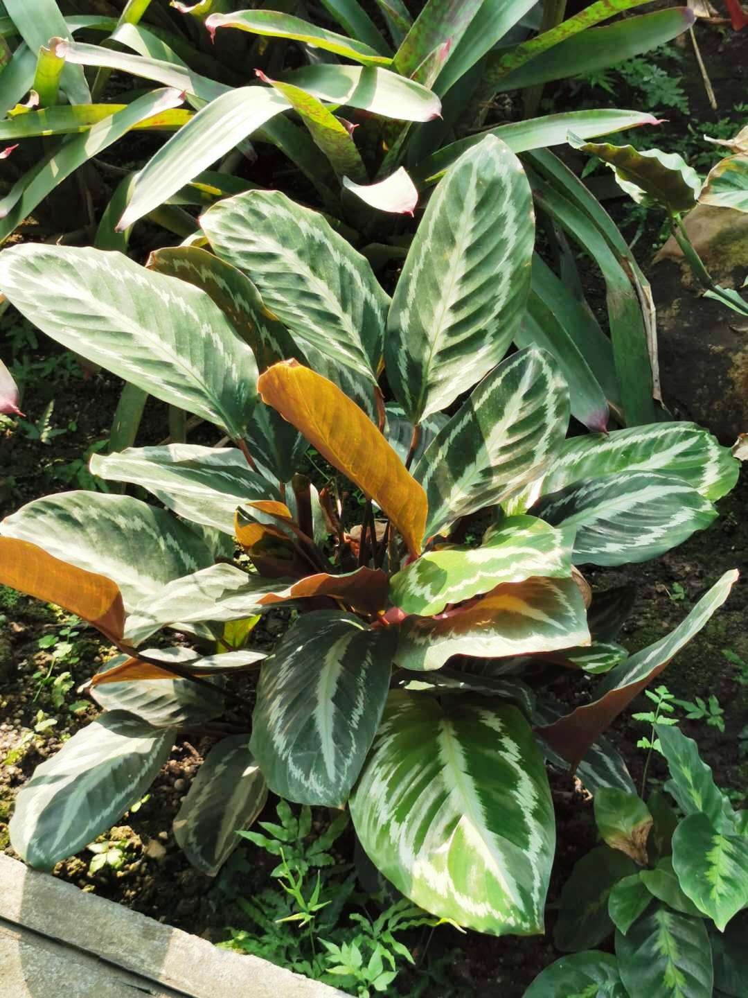 Goeppertia picturata: Calathea picturata var. vandenheckei. Botanical Garden of National Museum of Natural Science, Taichung, Taiwan.